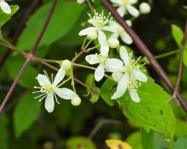 Clematis Virginiana (Virgin 's Bower) Kuzey Amerika' nın Çiçekli Asması