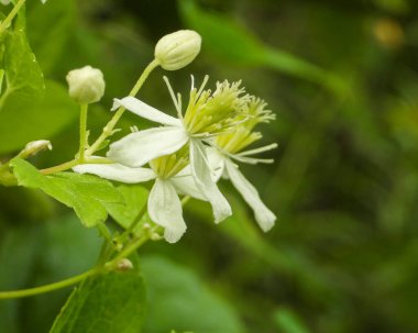 Clematis Virginiana (Virgin 's Bower) Kuzey Amerika' nın Çiçekli Asması