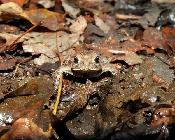 American Toad (Anaxyrus americanus) Frog Amphibian