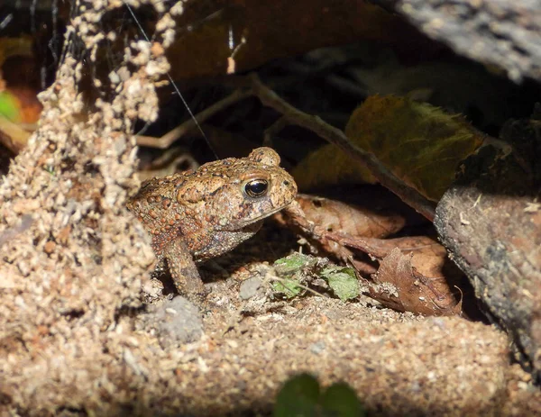 American Toad (Anaxyrus americanus) Frog Amphibian