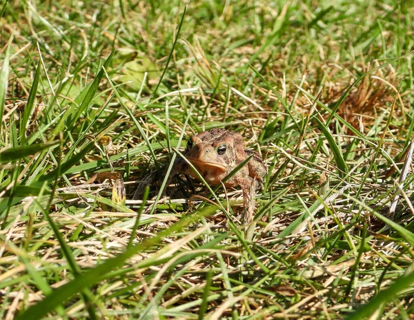 American Toad (Anaxyrus americanus) Frog Amphibian