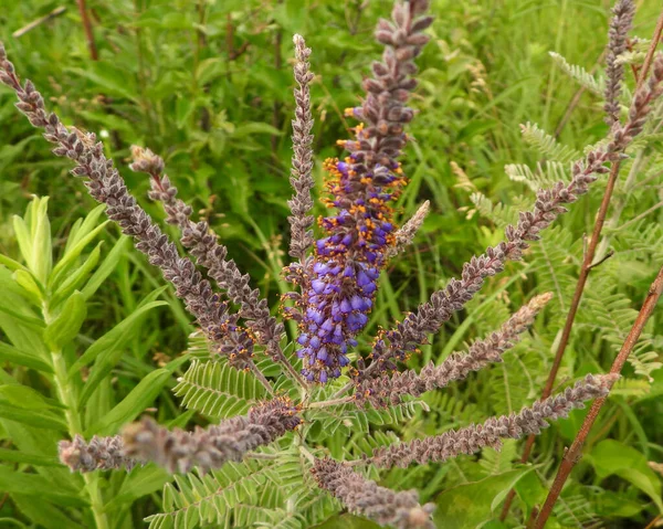 Amorpha canescens (Öncü Bitki) Kuzey Amerika 'nın Kır Çiçeği