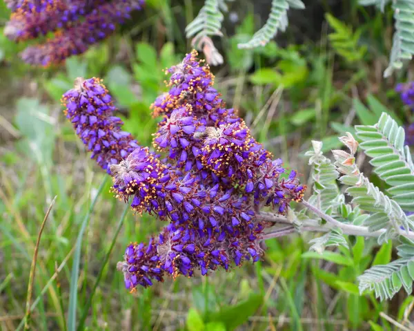 Amorpha canescens (Öncü Bitki) Kuzey Amerika 'nın Kır Çiçeği