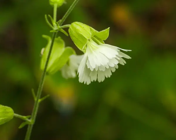 Silene stellata (Yıldızlı Campion) Kuzey Amerika Orman Çiçeği