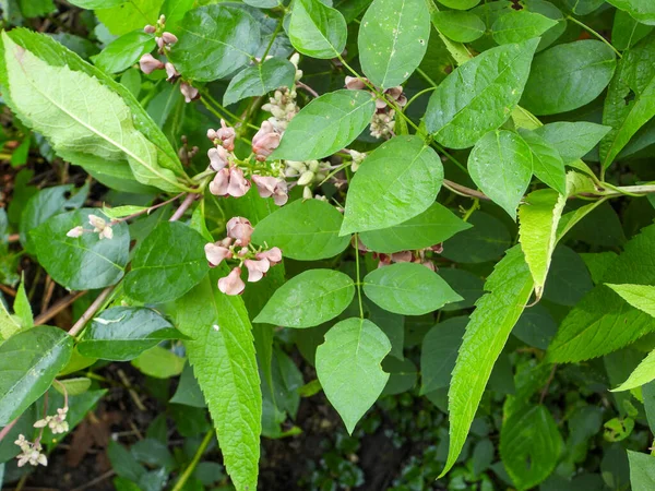 Apios Americana Groundnut Native North American Flowering Vine — Stok Foto