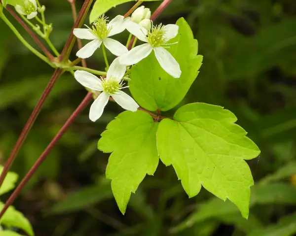 Clematis Virginiana (Virgin 's Bower) Kuzey Amerika' nın Çiçekli Asması