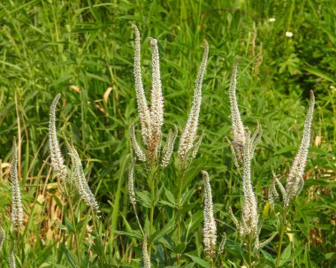 Veronicastrum virginicum (Culver 's Root) Kuzey Amerika' nın Kır Çiçeği