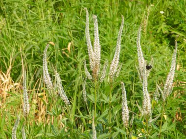 Veronicastrum virginicum (Culver 's Root) Kuzey Amerika' nın Kır Çiçeği
