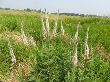 Veronicastrum virginicum (Culver 's Root) Kuzey Amerika' nın Kır Çiçeği