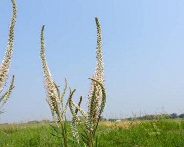 Veronicastrum virginicum (Culver 's Root) Kuzey Amerika' nın Kır Çiçeği