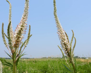 Veronicastrum virginicum (Culver 's Root) Kuzey Amerika' nın Kır Çiçeği