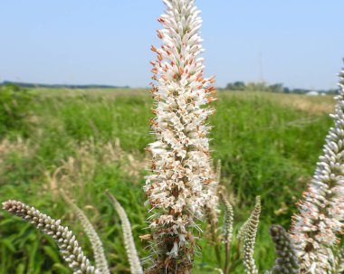 Veronicastrum virginicum (Culver 's Root) Kuzey Amerika' nın Kır Çiçeği