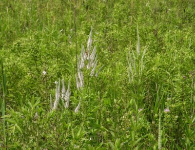 Veronicastrum virginicum (Culver 's Root) Kuzey Amerika' nın Kır Çiçeği