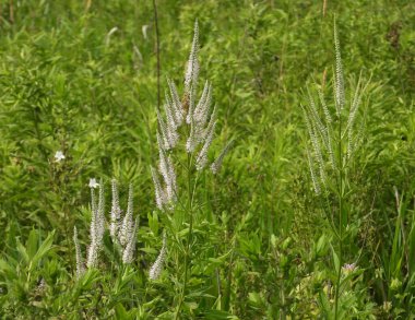 Veronicastrum virginicum (Culver 's Root) Kuzey Amerika' nın Kır Çiçeği