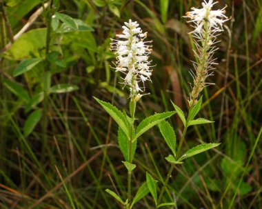 Veronicastrum virginicum (Culver 's Root) Kuzey Amerika' nın Kır Çiçeği