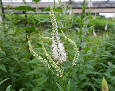 Veronicastrum virginicum (Culver 's Root) Kuzey Amerika' nın Kır Çiçeği