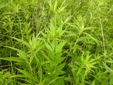 Veronicastrum virginicum (Culver 's Root) Kuzey Amerika' nın Kır Çiçeği