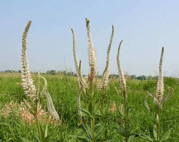 Veronicastrum virginicum (Culver 's Root) Kuzey Amerika' nın Kır Çiçeği