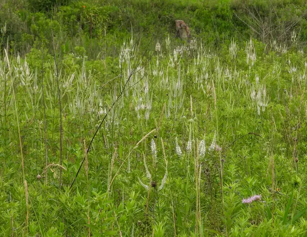 Veronicastrum virginicum (Culver 's Root) Kuzey Amerika' nın Kır Çiçeği