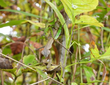 Peygamber devesi Büyük Böcek Makro ResmiName