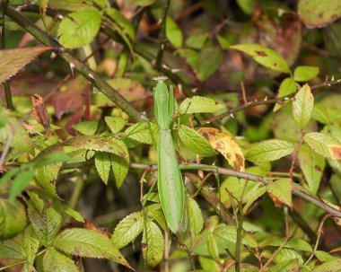 Peygamber devesi Büyük Böcek Makro ResmiName