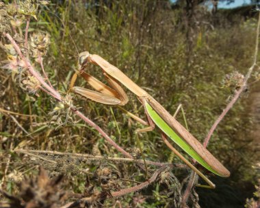 Peygamber devesi Büyük Böcek Makro ResmiName