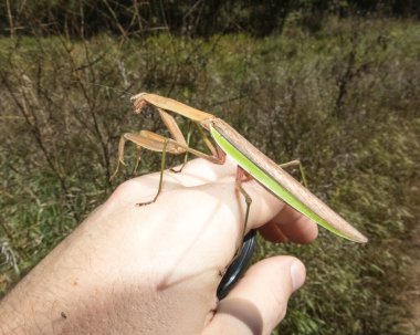 Peygamber devesi Büyük Böcek Makro ResmiName