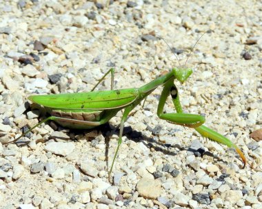 Peygamber devesi Büyük Böcek Makro ResmiName