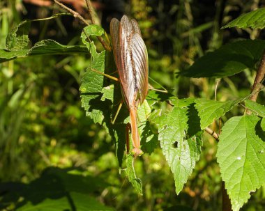 Peygamber devesi Büyük Böcek Makro ResmiName
