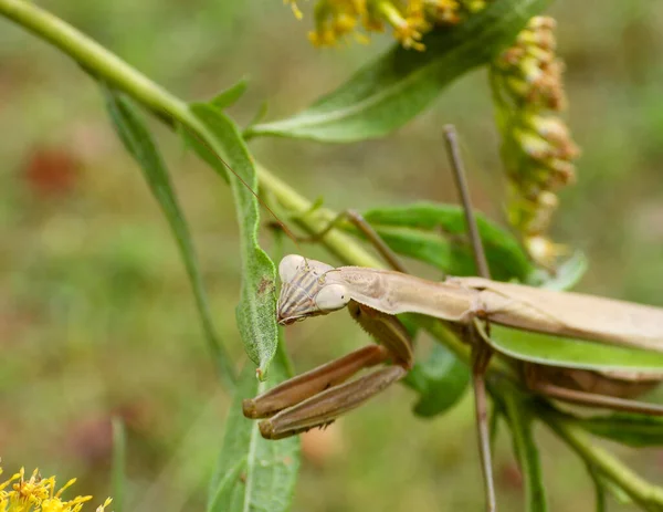 Bidden Mantis Grote Insect Macro Afbeelding — Stockfoto
