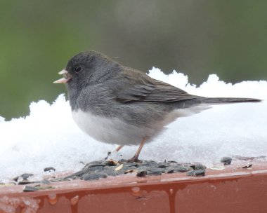Dark Eyed Junco (Junco hyemalis) Kuzey Amerika 'nın arka bahçesi