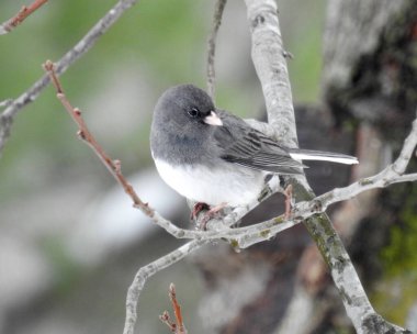 Dark Eyed Junco (Junco hyemalis) Kuzey Amerika 'nın arka bahçesi