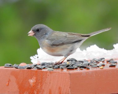 Dark Eyed Junco (Junco hyemalis) Kuzey Amerika 'nın arka bahçesi