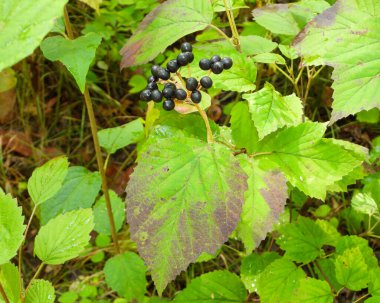 Akçaağaç yapraklı Viburum (Viburnum acerifolium) Kuzey Amerika Yerli Orman Tesisi