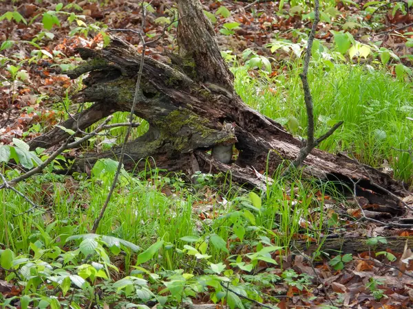 Eastern Chipmunk (Tamias striatus) Blending in with A Forest Woodland