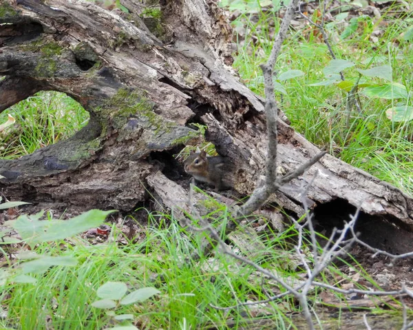 Ardilla Oriental Tamias Striatus Mezclándose Con Bosque —  Fotos de Stock
