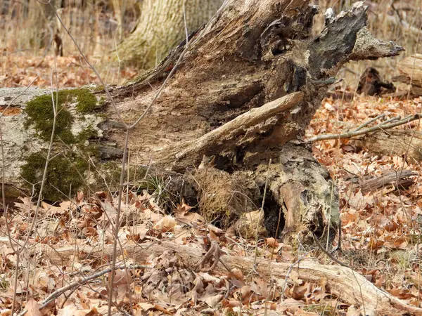 Esquilos Orientais Tamias Striatus Misturando Com Bosque Florestal — Fotografia de Stock