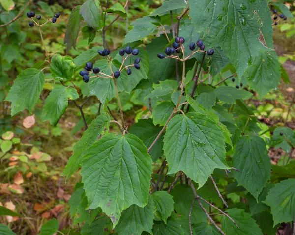 Maple Leaved Viburnum Viburnum Acerifolium 土著北美林地植物 — 图库照片
