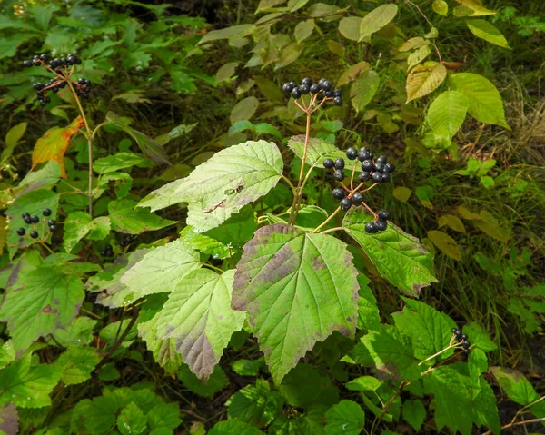 Viburnum Frunze Arțar Viburnum Acerifolium Plantă Pădure Nord Americană — Fotografie, imagine de stoc
