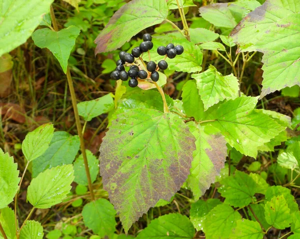 Maple Leaved Viburnum Viburnum Acerifolium Native North American Woodland Plant — Stock Photo, Image