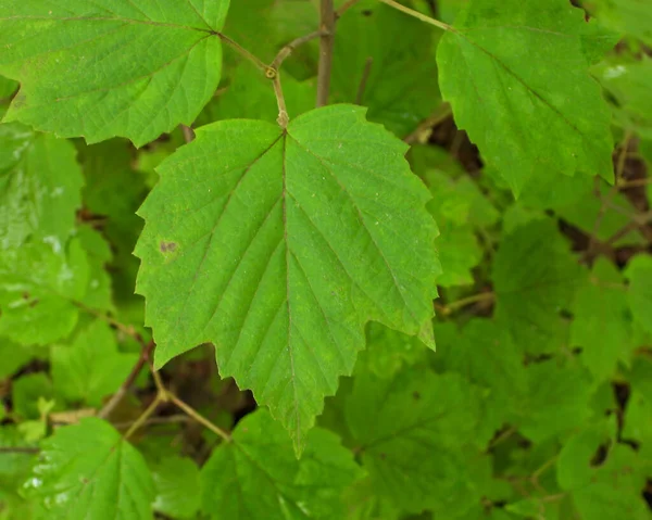Maple Leaved Viburnum Viburnum Acerifolium 土著北美林地植物 — 图库照片