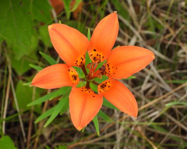 Lilium philadelphicum (Orman Zambağı) Kuzey Amerika 'nın doğal kır çiçeği