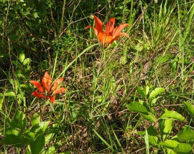 Lilium philadelphicum (Orman Zambağı) Kuzey Amerika 'nın doğal kır çiçeği