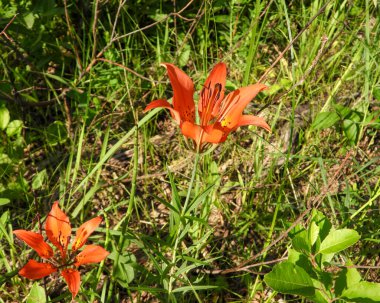 Lilium philadelphicum (Orman Zambağı) Kuzey Amerika 'nın doğal kır çiçeği