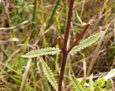 Pedicularis lanceolata (Lousewort Bataklığı) Kuzey Amerika 'nın Doğal Bataklık Çiçeği