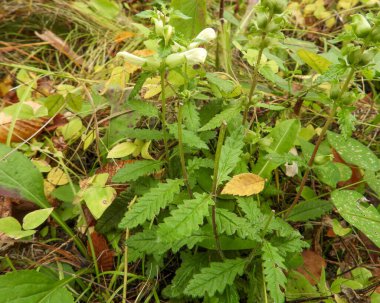 Pedicularis lanceolata (Lousewort Bataklığı) Kuzey Amerika 'nın Doğal Bataklık Çiçeği