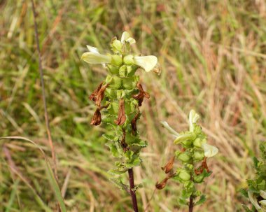 Pedicularis lanceolata (Lousewort Bataklığı) Kuzey Amerika 'nın Doğal Bataklık Çiçeği