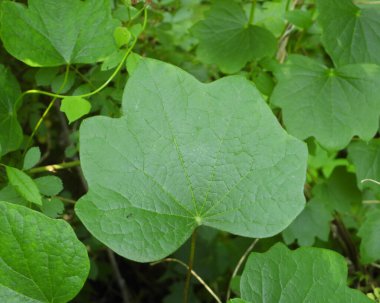 Menispermum canadense (Kanada Ay Tohumu) Kuzey Amerika Yerli Orman Bitkisi Asması 