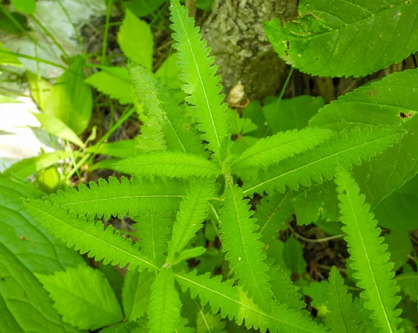 Pedicularis lanceolata (Lousewort Bataklığı) Kuzey Amerika 'nın Doğal Bataklık Çiçeği