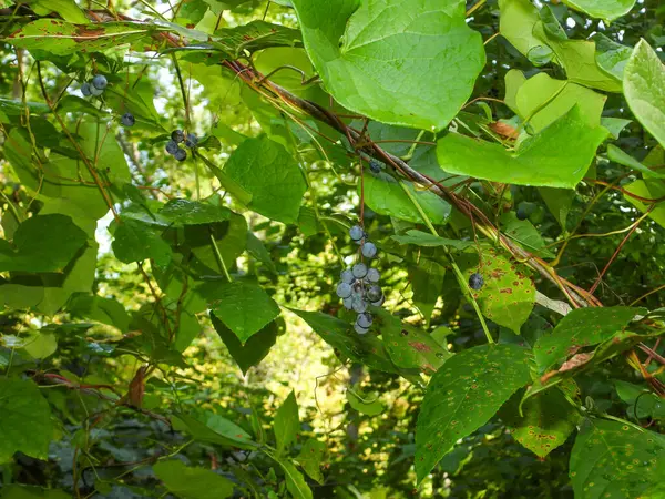 Menispermum canadense (Canada Moonseed) Native North American Woodland Plant Vine